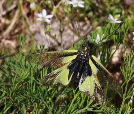 Ascalaphe souffré sur Trinie glauque © OBIOS