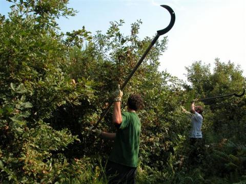 Dégagement de semis © L. Ferchaud