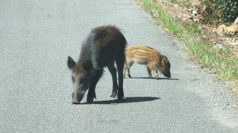 Jeunes sangliers dans la ZE Braconne © S. Jacquelin