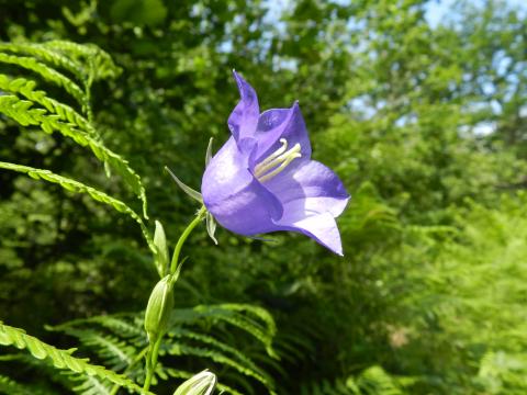 Campanule à feuilles de pêcher © L. Ferchaud